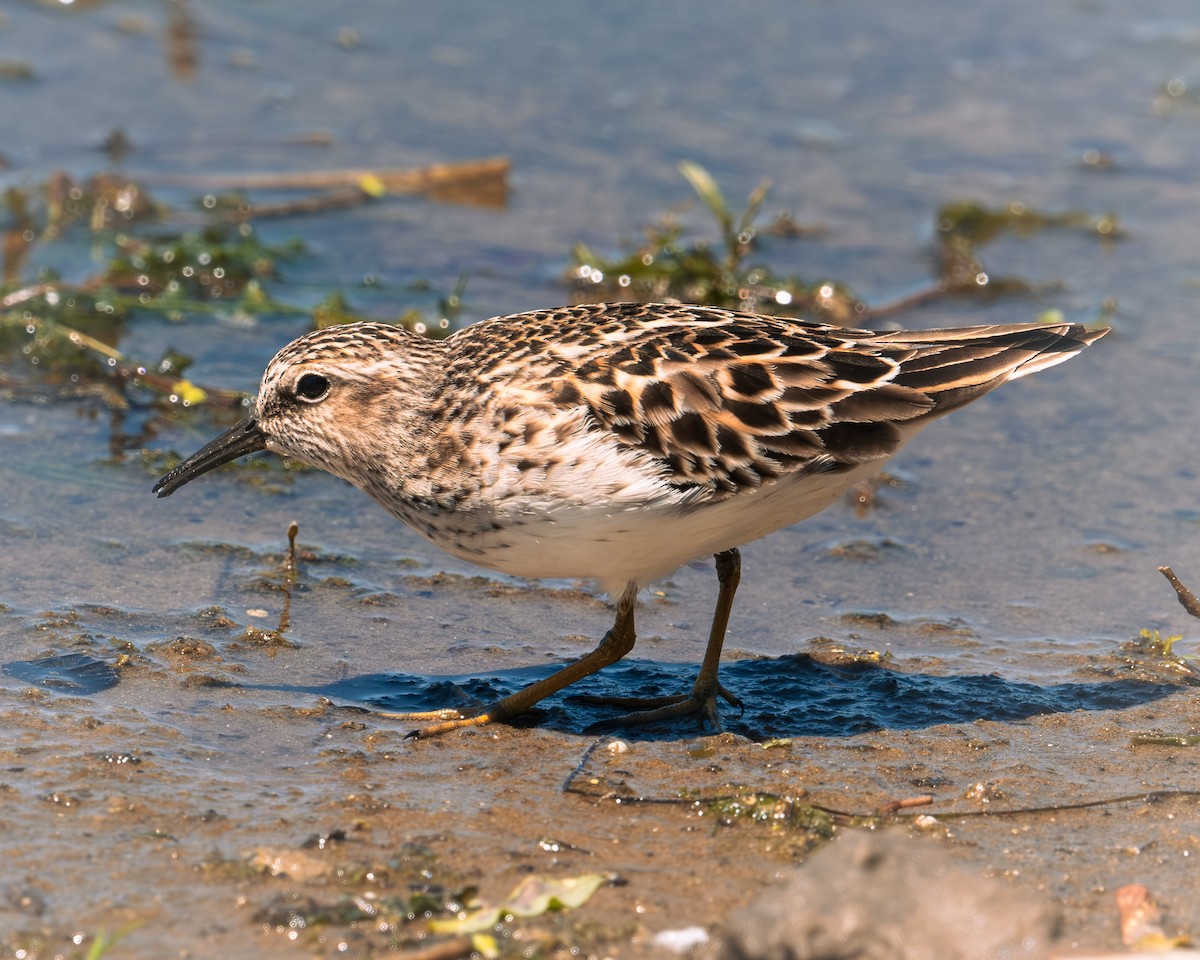 Least Sandpiper - Martin Mau