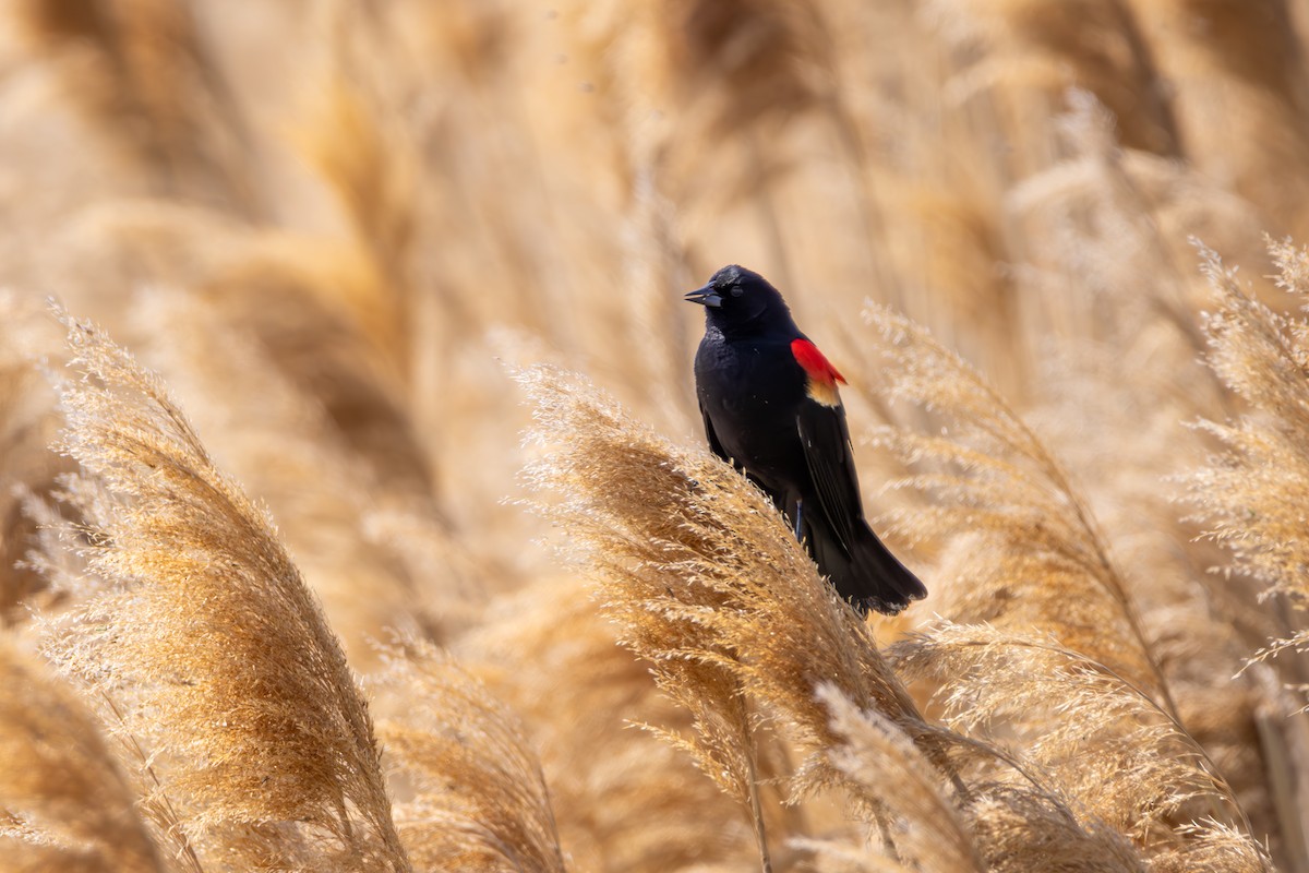 Red-winged Blackbird - Reuben Lim