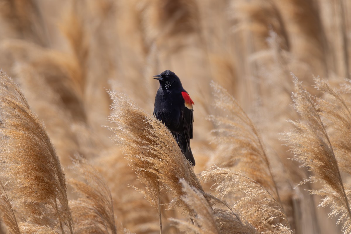 Red-winged Blackbird - ML619498221