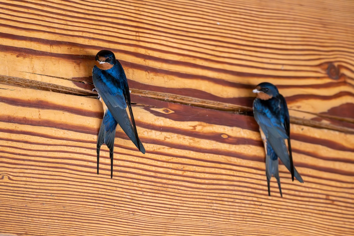 Barn Swallow - Reuben Lim