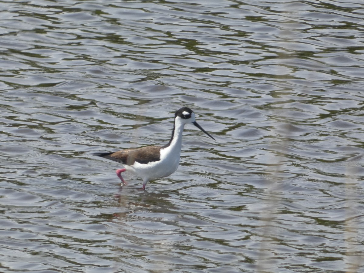 Black-necked Stilt - Al Guarente