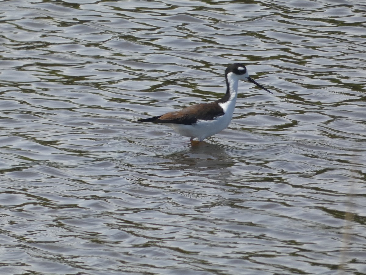 Black-necked Stilt - Al Guarente