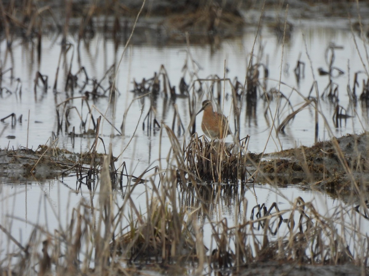 Long-billed Dowitcher - Lachlan Bebout