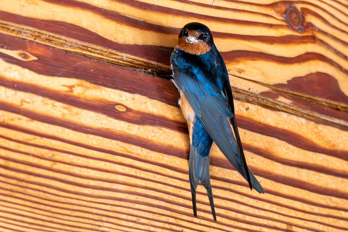 Barn Swallow - Reuben Lim