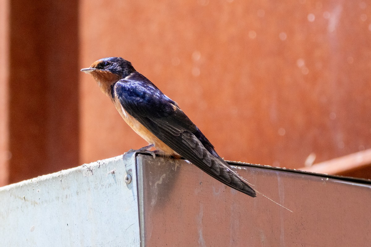 Barn Swallow - Reuben Lim