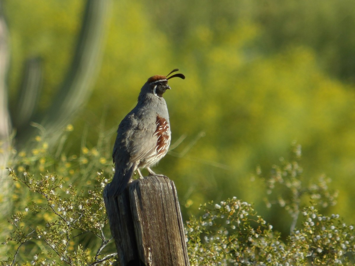 Gambel's Quail - Jeff Harding