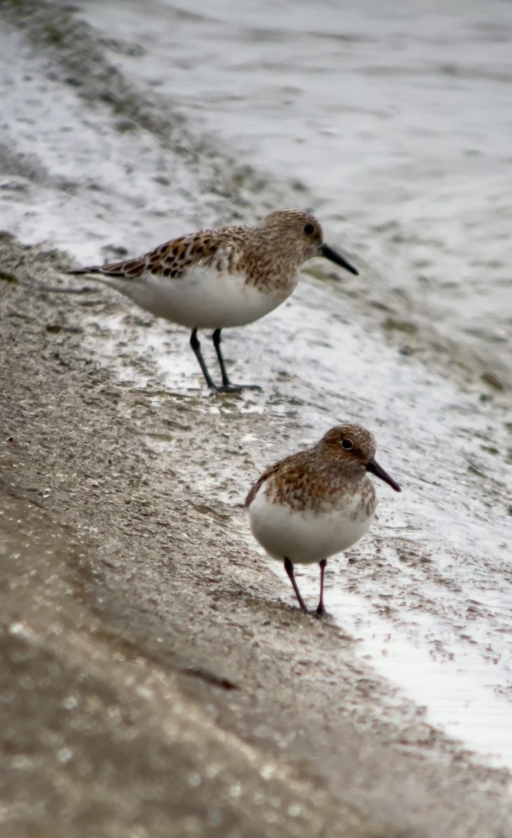 Sanderling - Steve Sansom