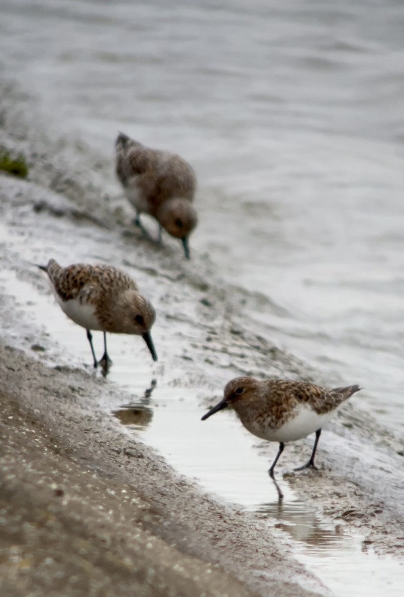 Sanderling - Steve Sansom