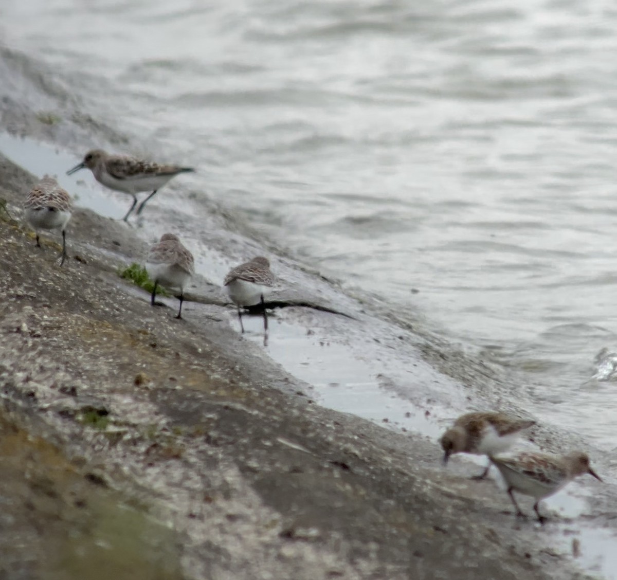 Sanderling - ML619498238