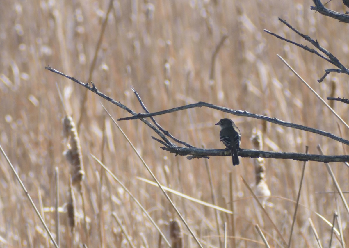 Least Flycatcher - Robert Tonge