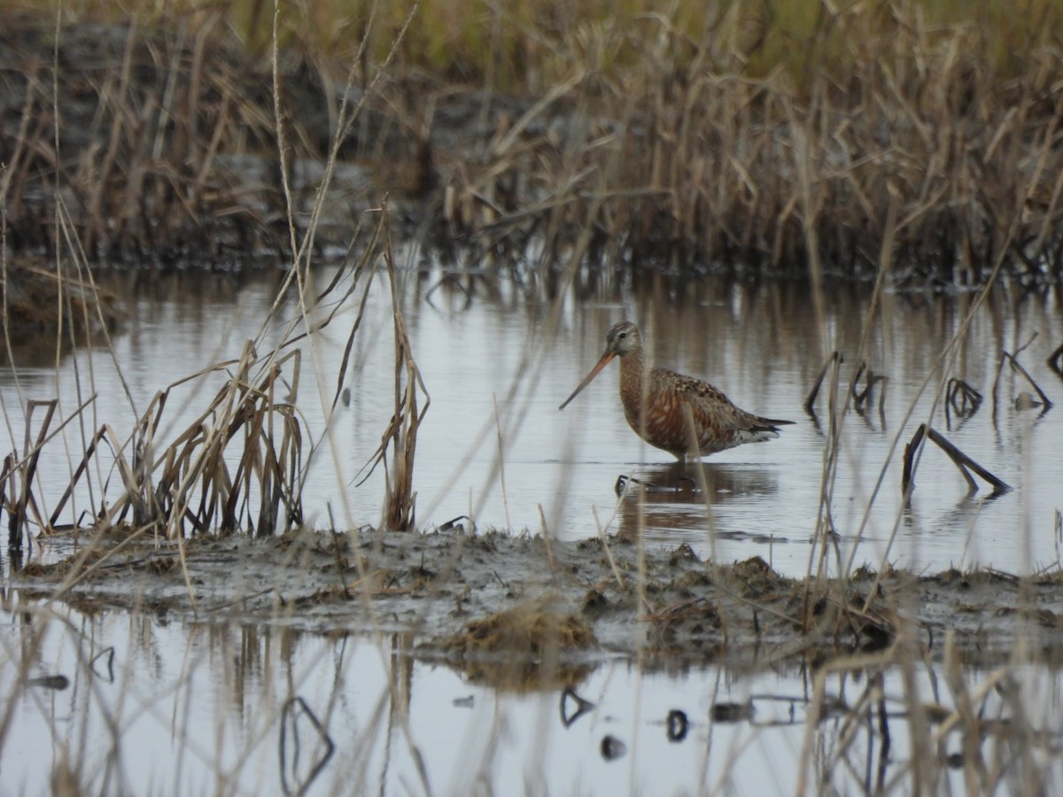 Hudsonian Godwit - Lachlan Bebout