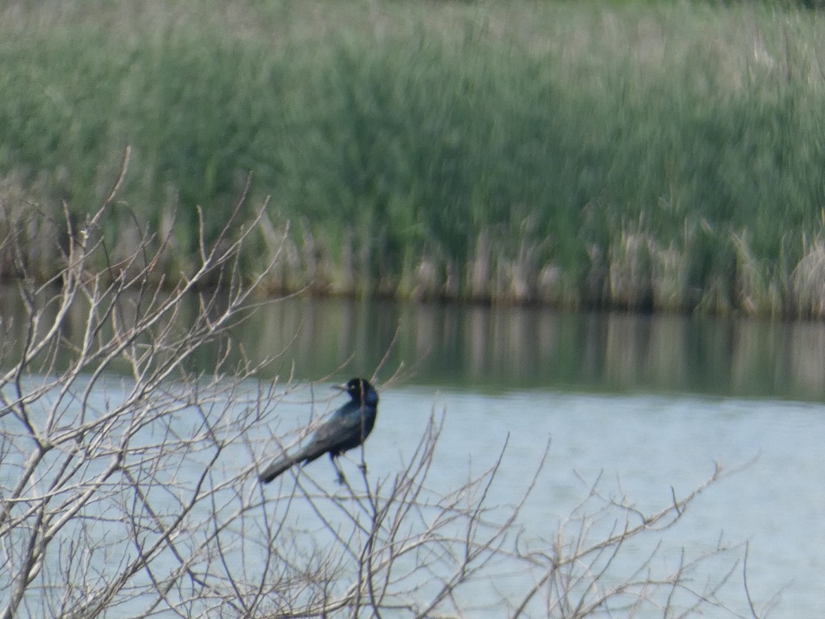 Boat-tailed Grackle - Al Guarente