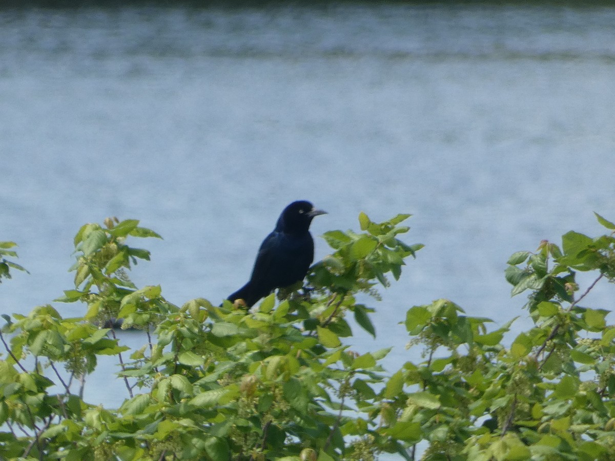 Boat-tailed Grackle - Al Guarente