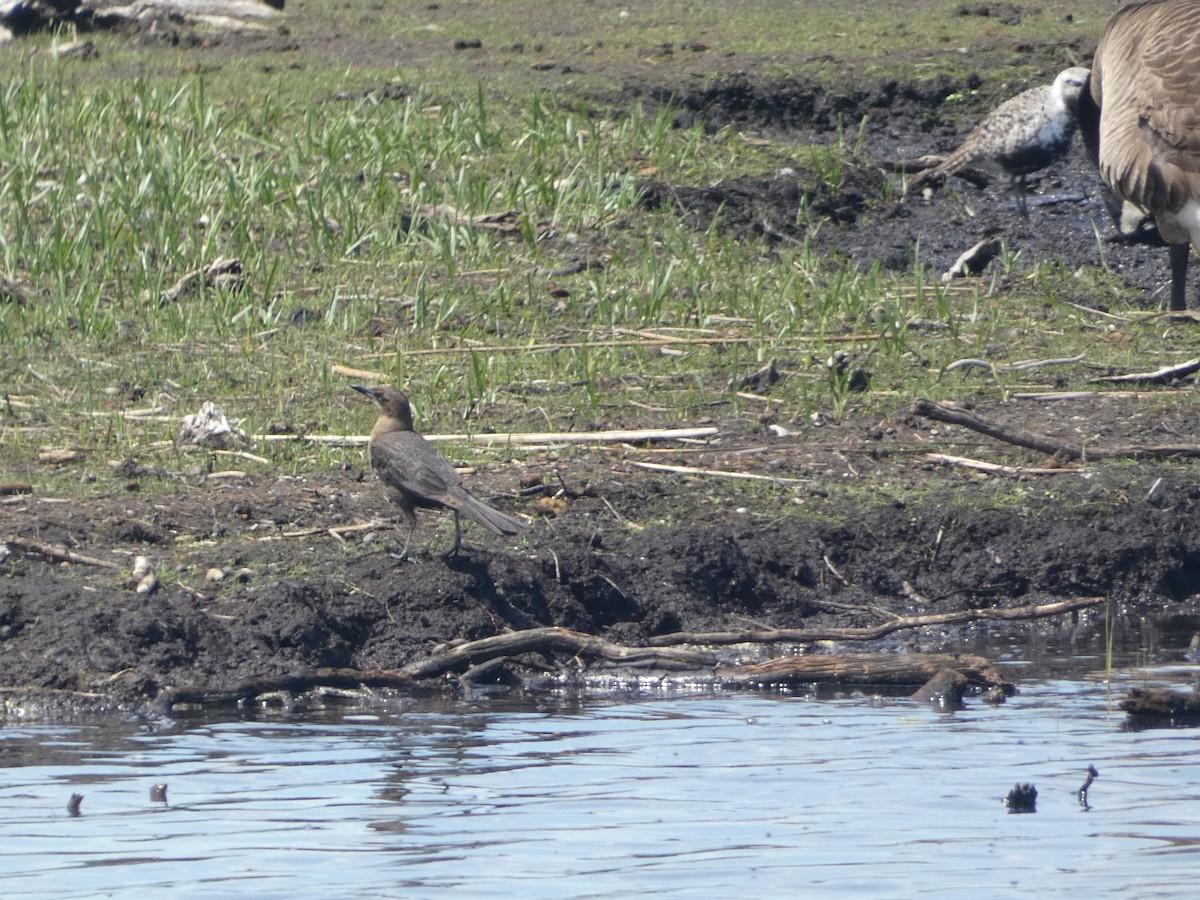 Boat-tailed Grackle - Al Guarente