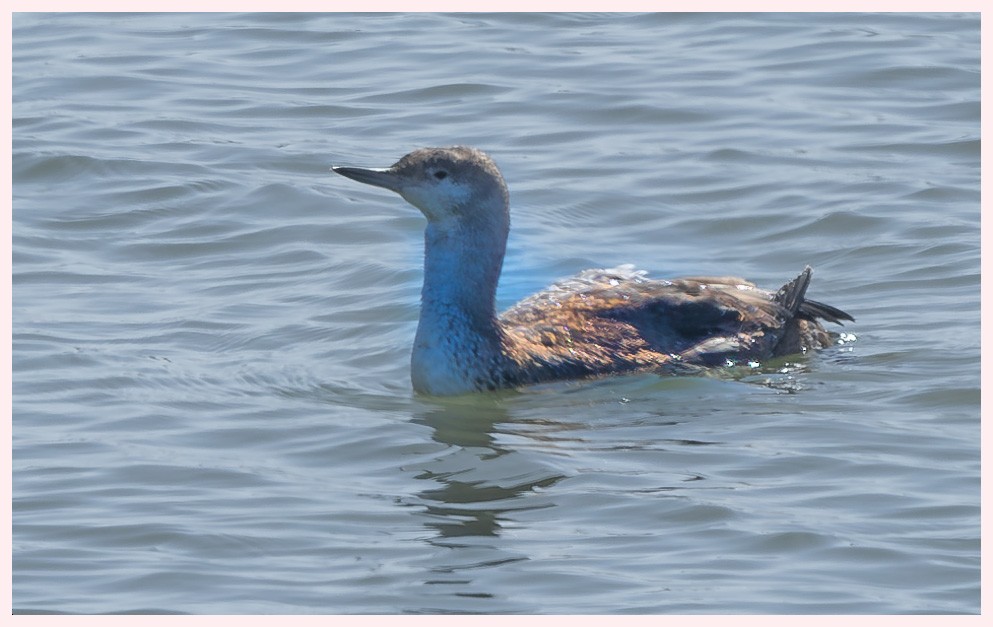 Red-throated Loon - Fred Norman