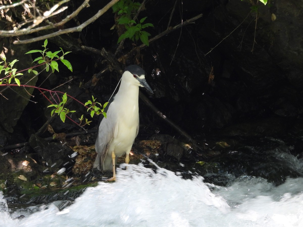 Black-crowned Night Heron - ML619498258