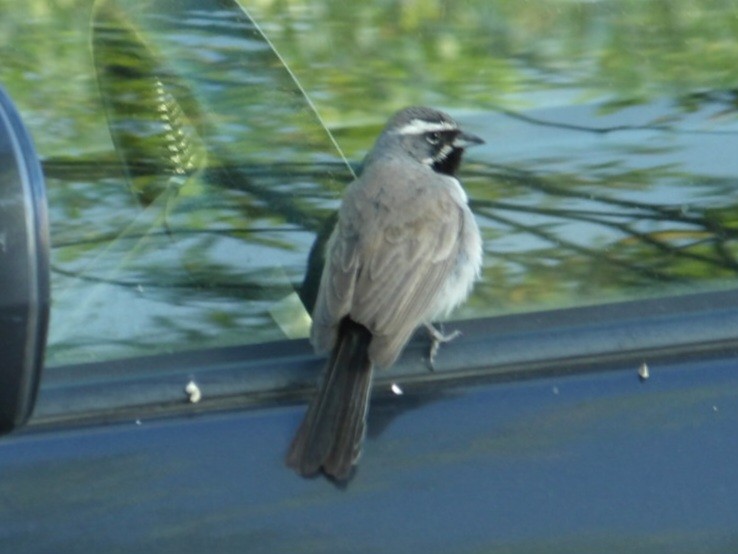 Black-throated Sparrow - Jeff Harding