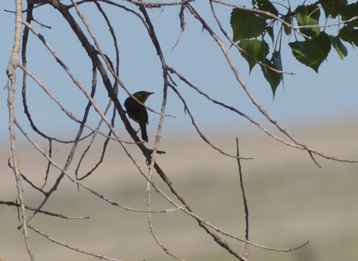 Wilson's Warbler - Robert Tonge