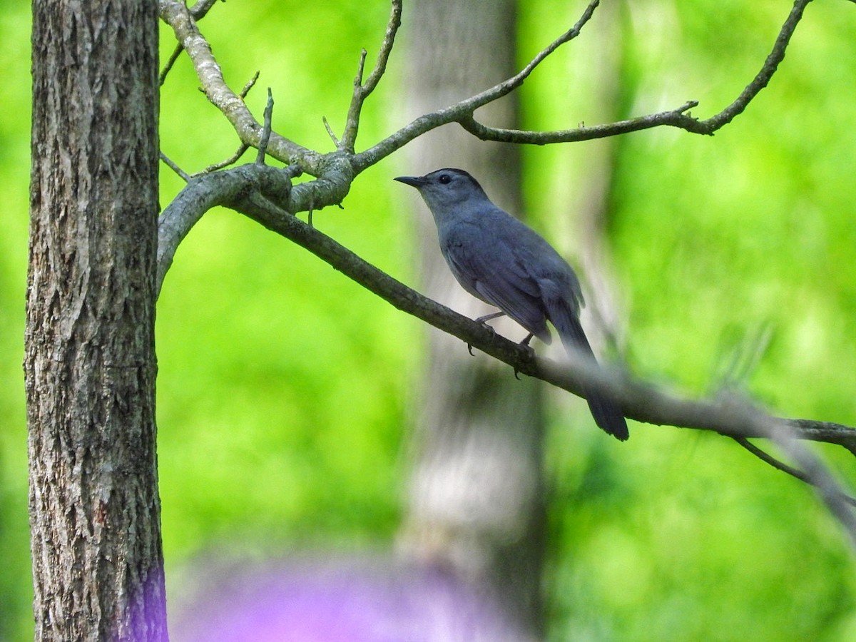 Gray Catbird - Gina Turone 🐩