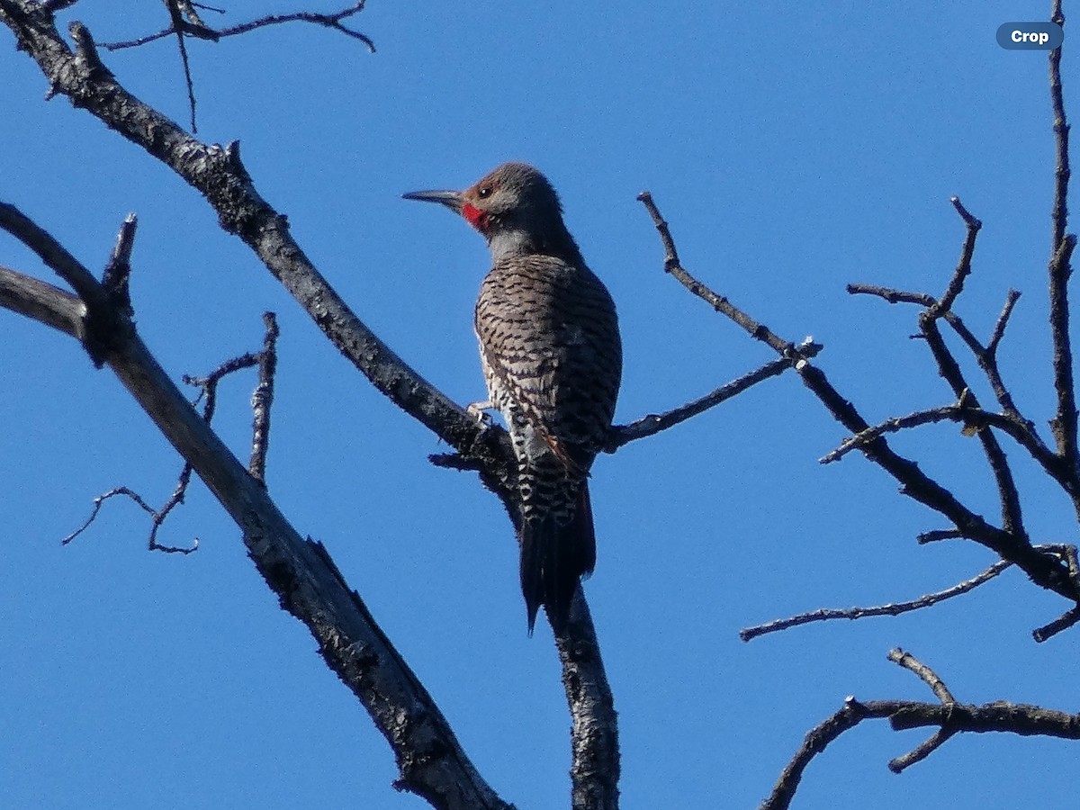 Northern Flicker (Red-shafted) - Willeke and Frits Bosveld - van Rijn