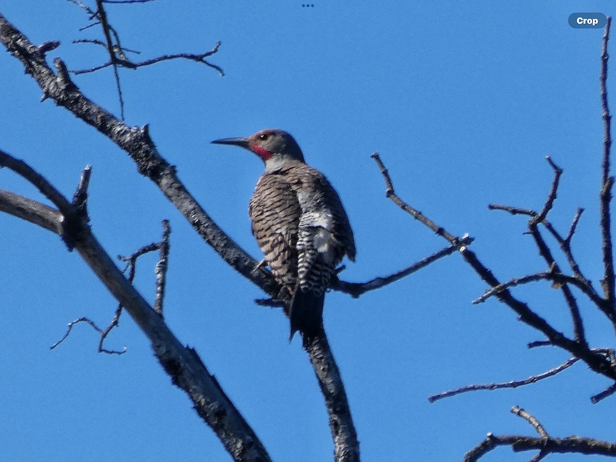 Northern Flicker (Red-shafted) - Willeke and Frits Bosveld - van Rijn