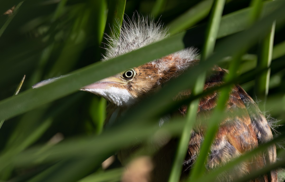 Least Bittern - Cristina Avila