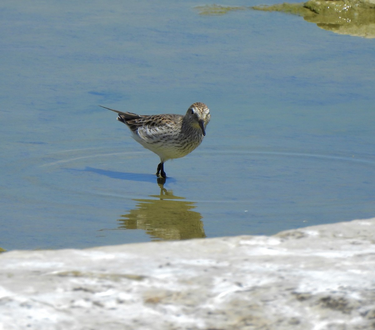 White-rumped Sandpiper - William McClellan