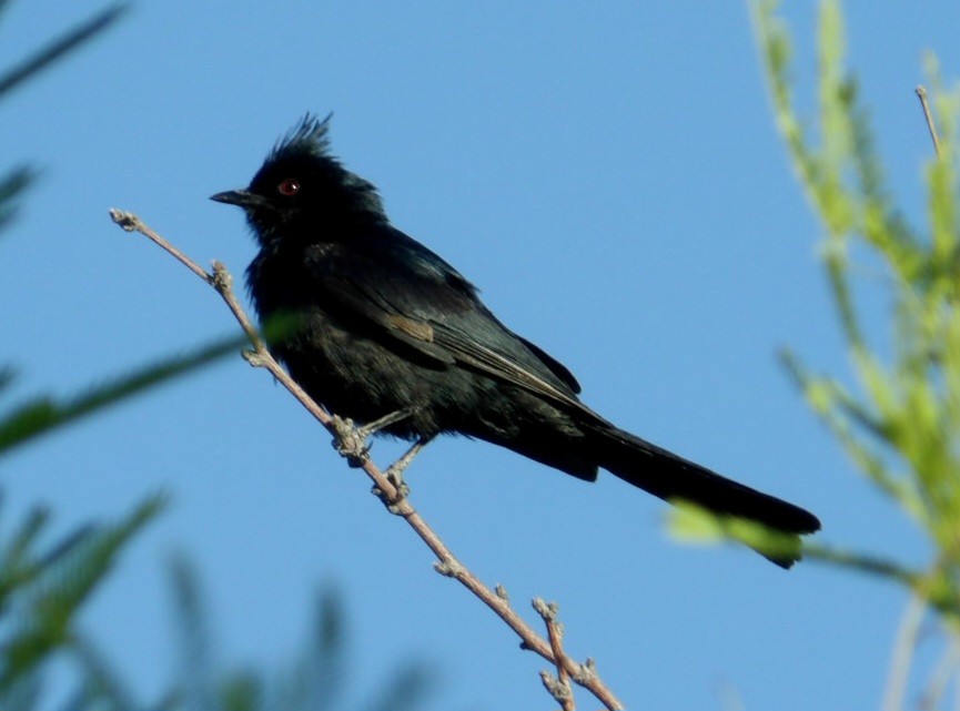 Phainopepla - Jeff Harding