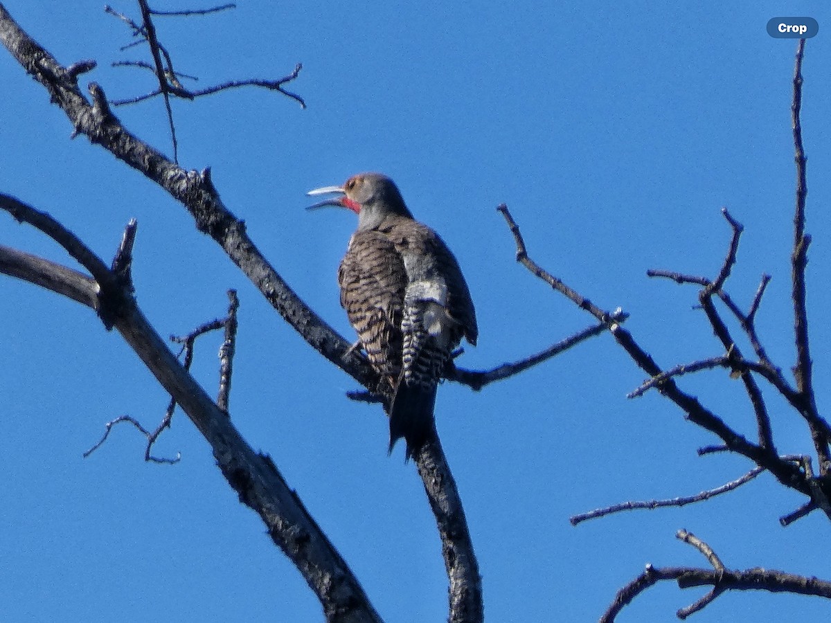 Northern Flicker (Red-shafted) - Willeke and Frits Bosveld - van Rijn