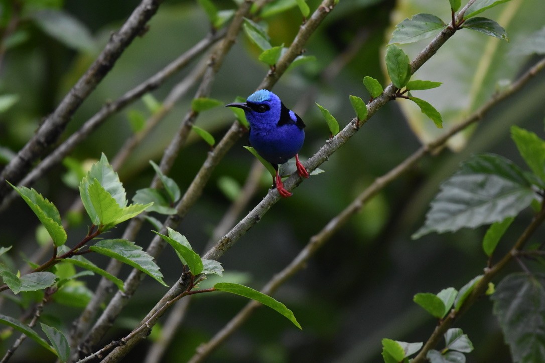 Red-legged Honeycreeper - Kai Chase