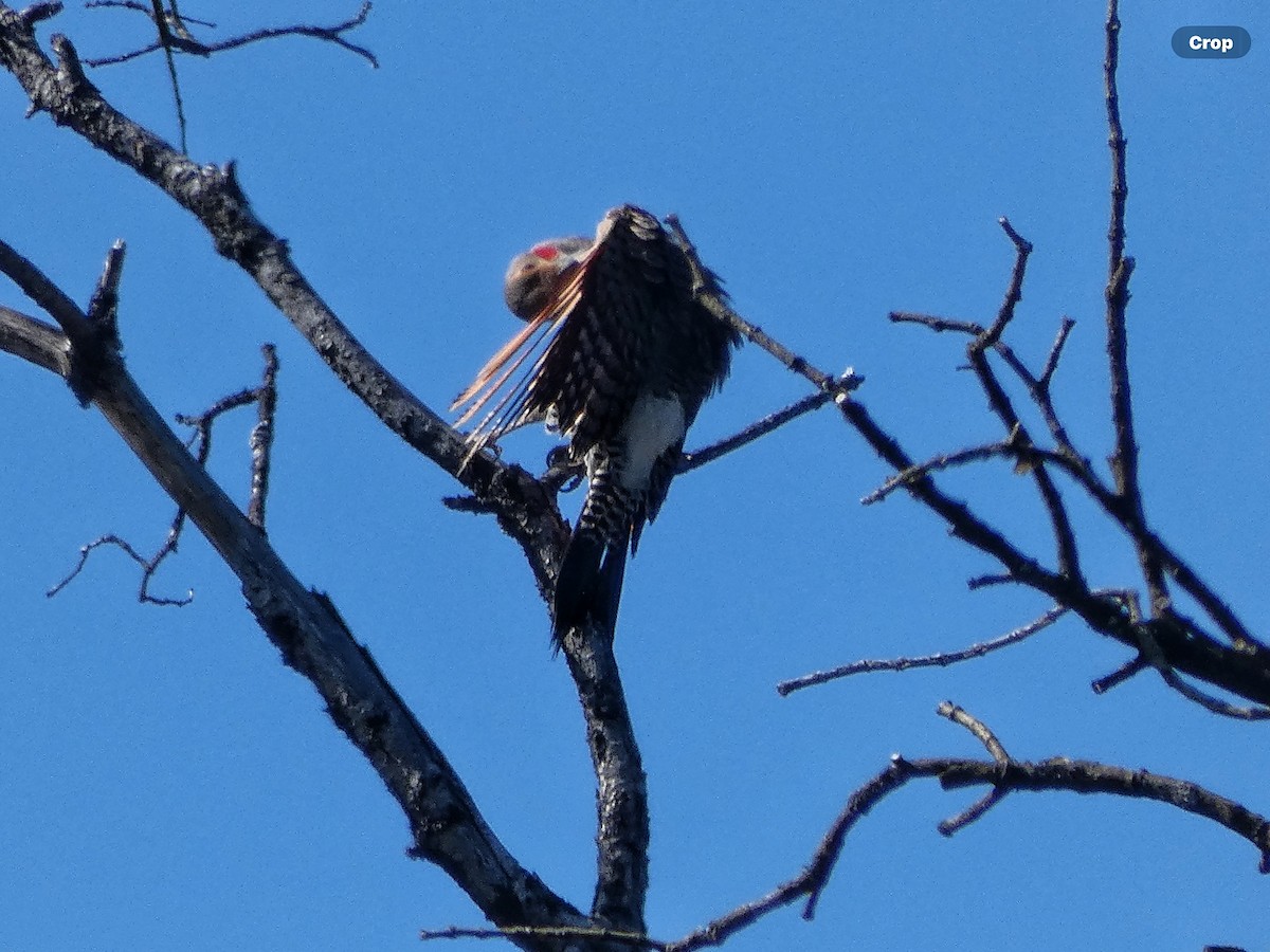 Northern Flicker (Red-shafted) - Willeke and Frits Bosveld - van Rijn