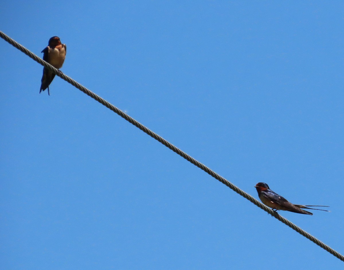 Barn Swallow - Alison Van Keuren