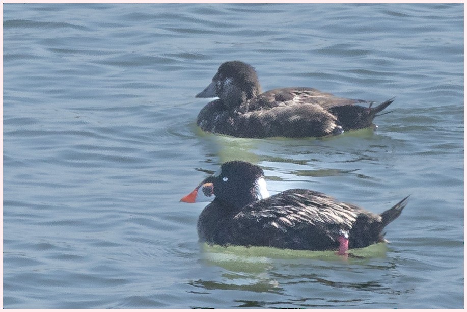 Surf Scoter - Fred Norman