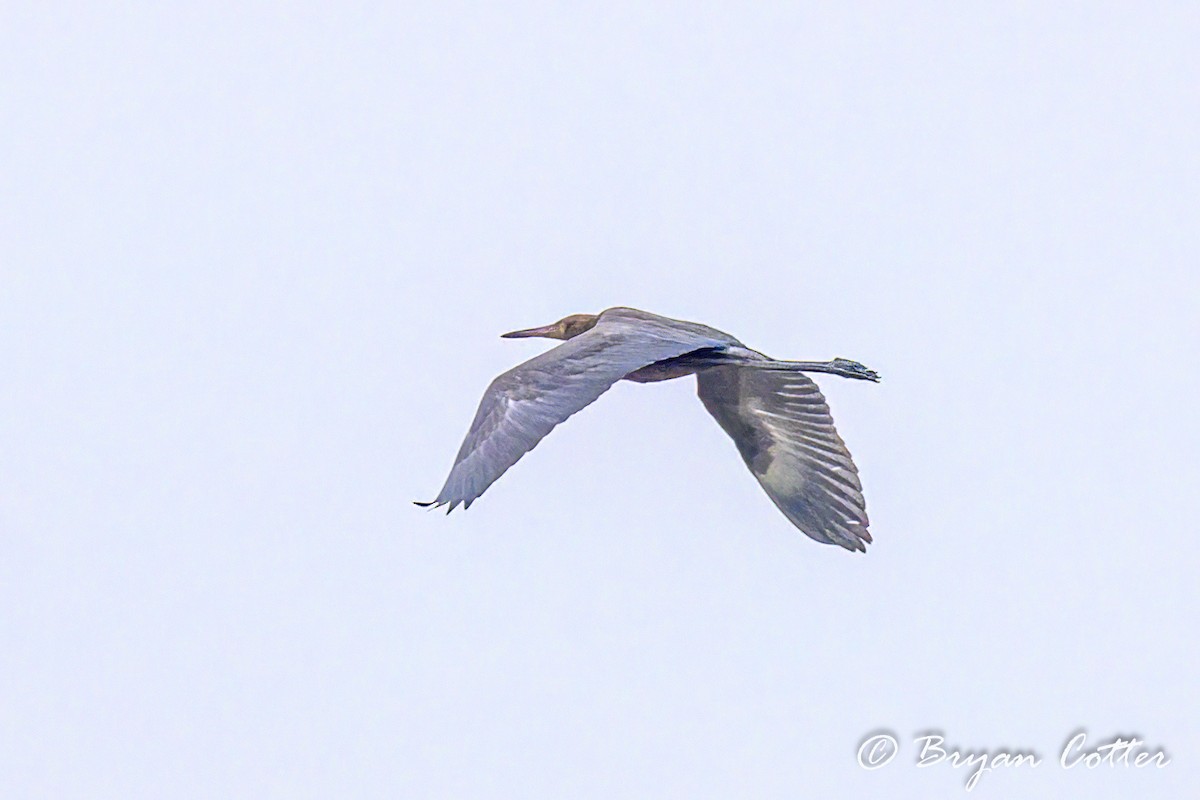 Reddish Egret - Bryan Cotter