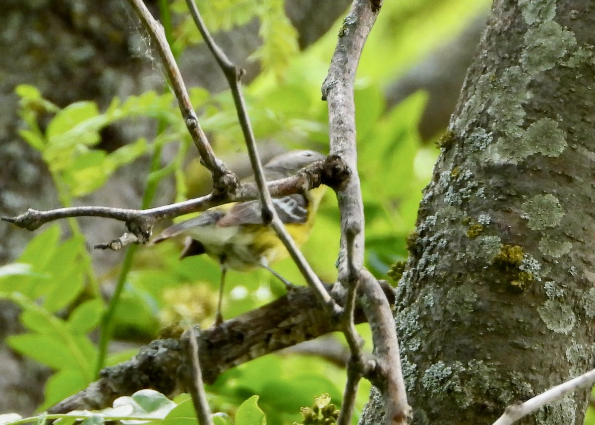 Magnolia Warbler - Monica Rose