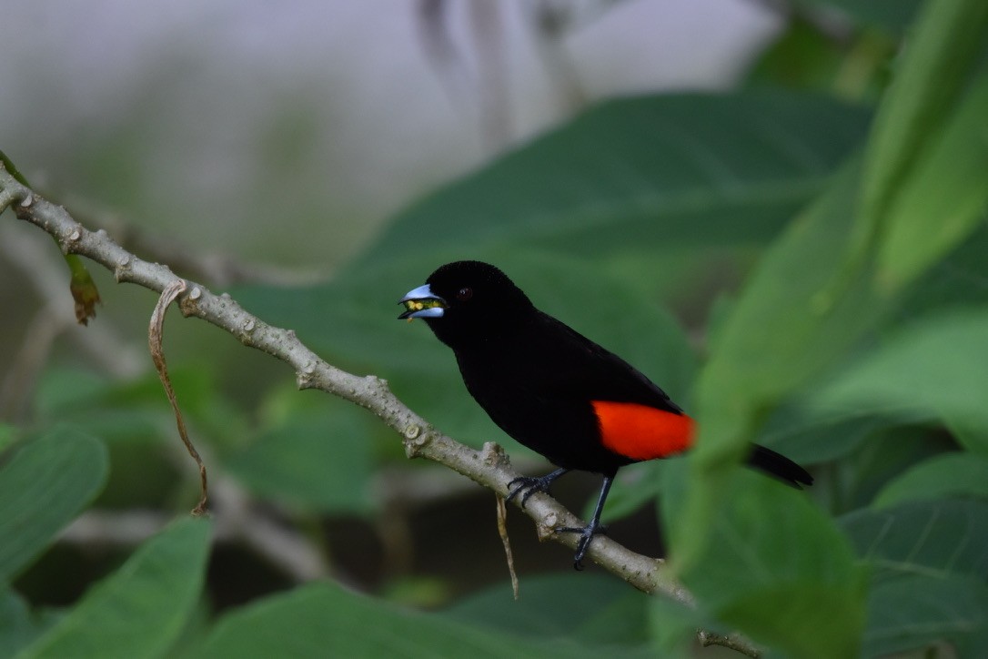 Scarlet-rumped Tanager - Kai Chase