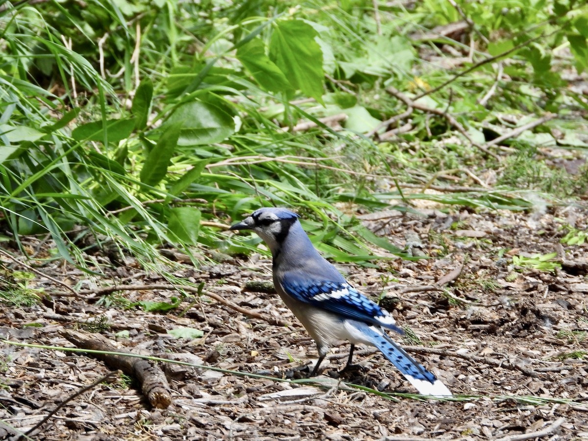 Blue Jay - Monica Rose