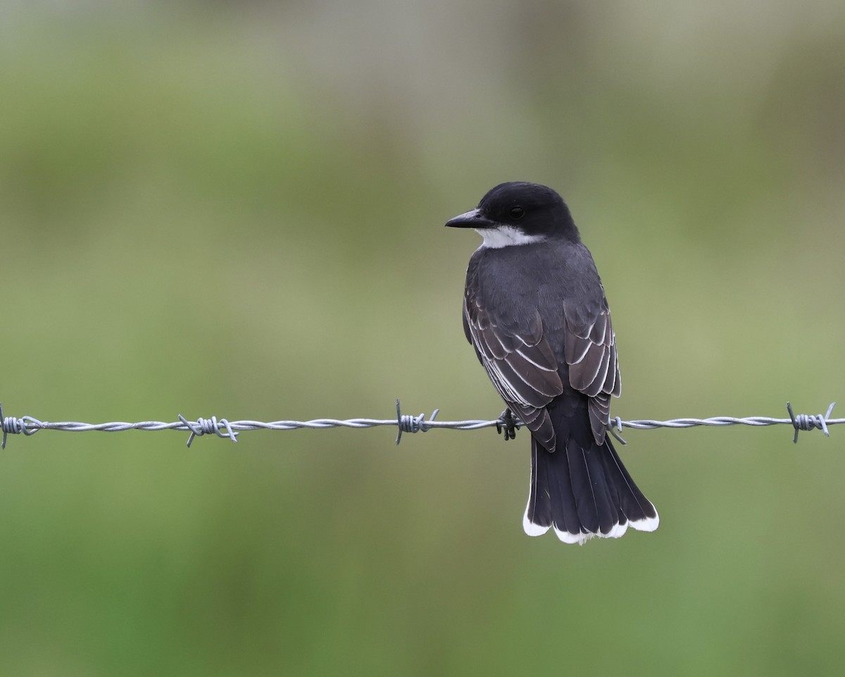 Eastern Kingbird - Adam Kent