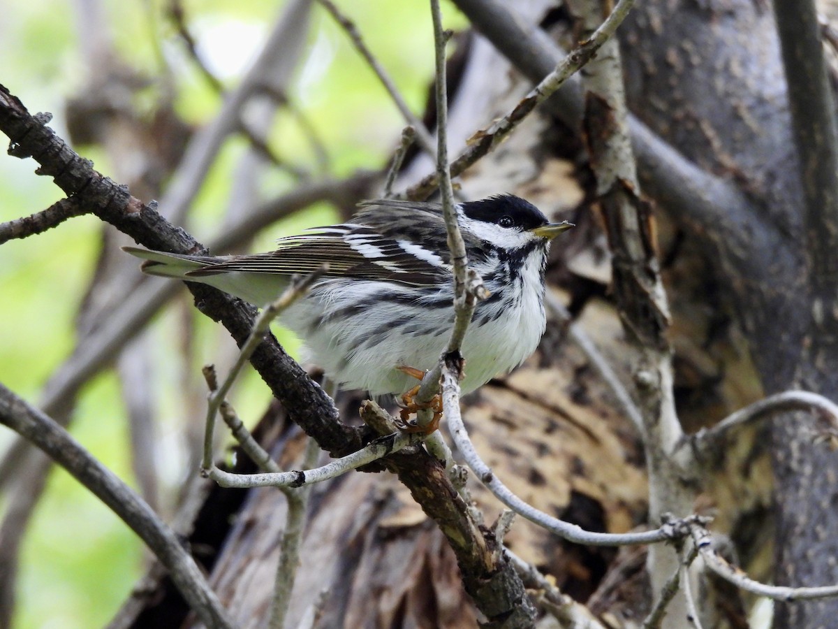 Blackpoll Warbler - Kyle Strode