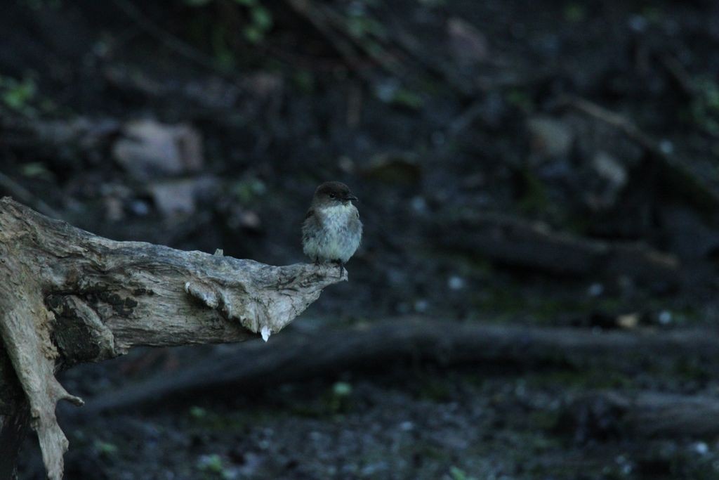 Eastern Phoebe - Austin Hedges