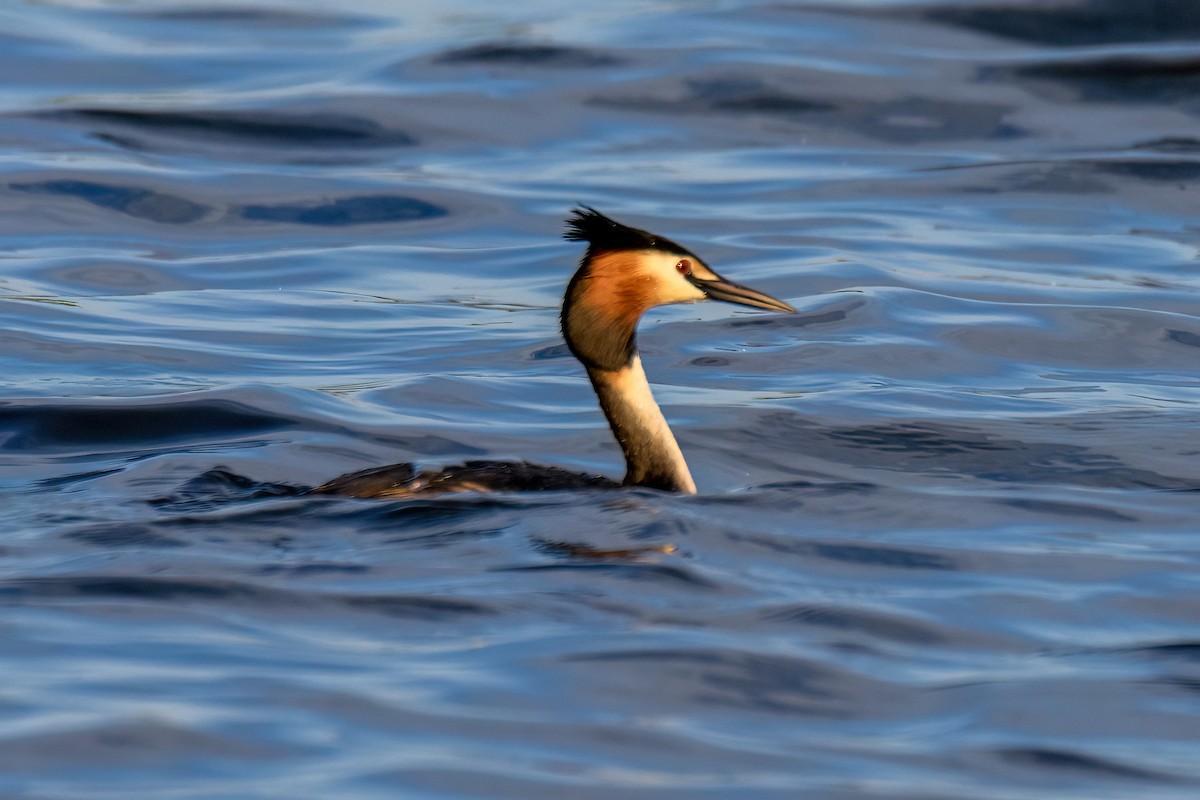 Great Crested Grebe - Valery Treitsiak