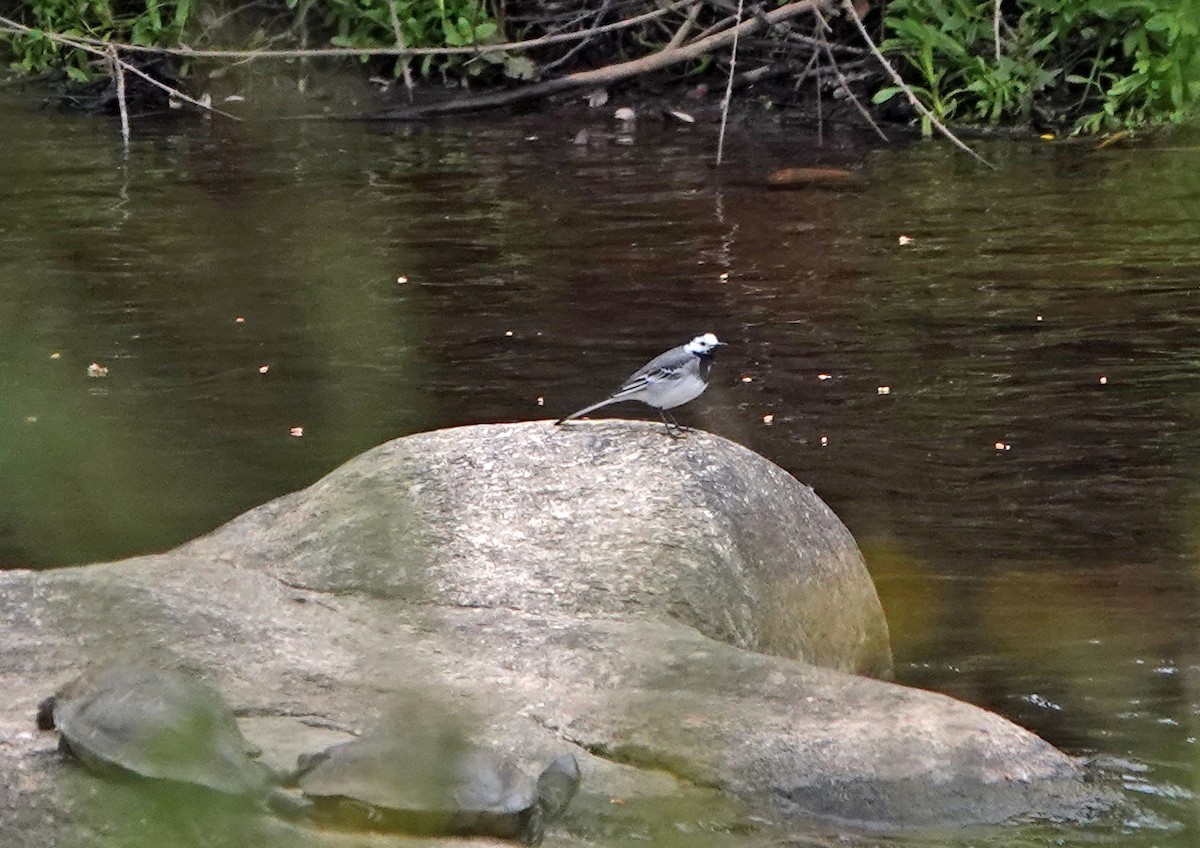 White Wagtail - Diane Drobka