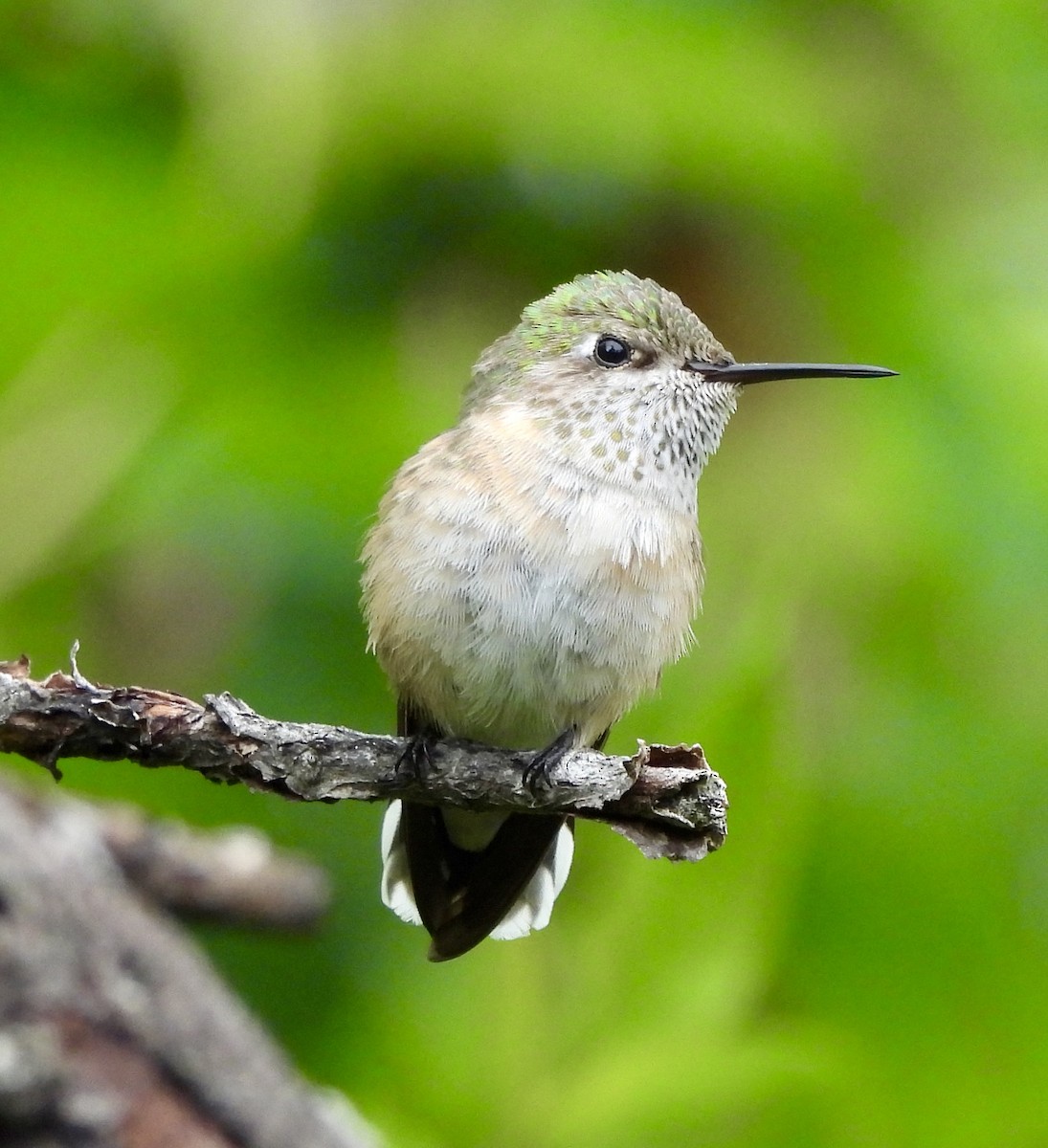hummingbird sp. - Kyle Strode