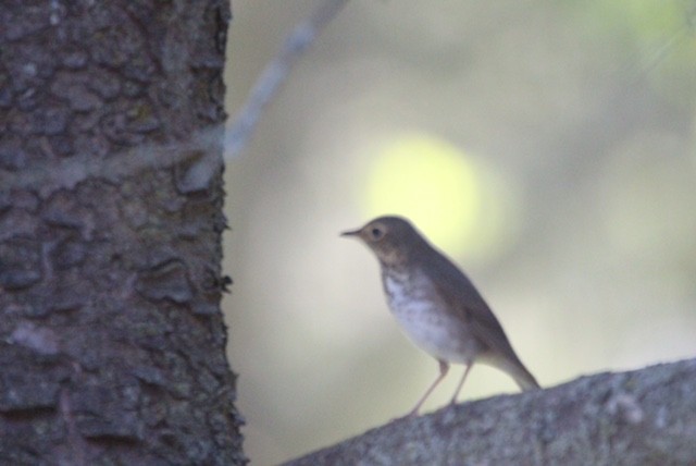 Swainson's Thrush - Sherri Jensen