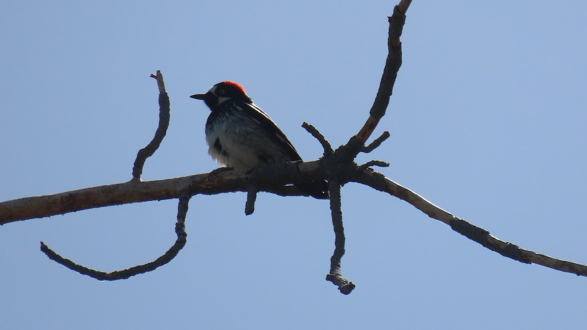 Acorn Woodpecker - Anne (Webster) Leight