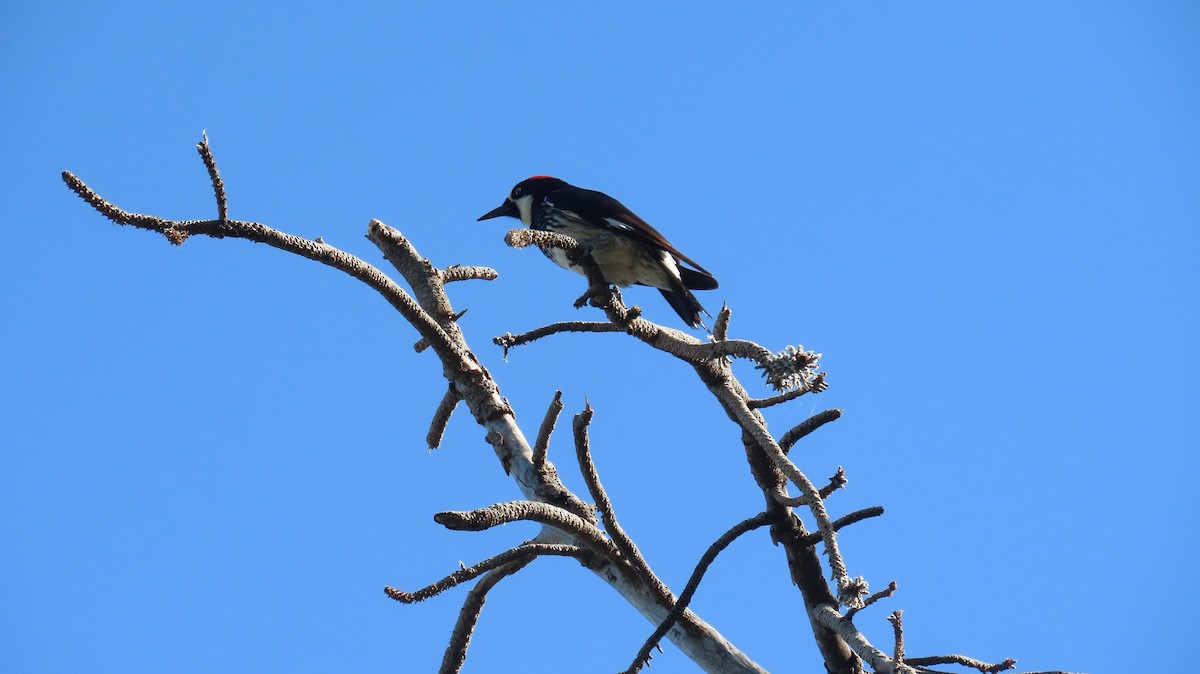 Acorn Woodpecker - Anne (Webster) Leight