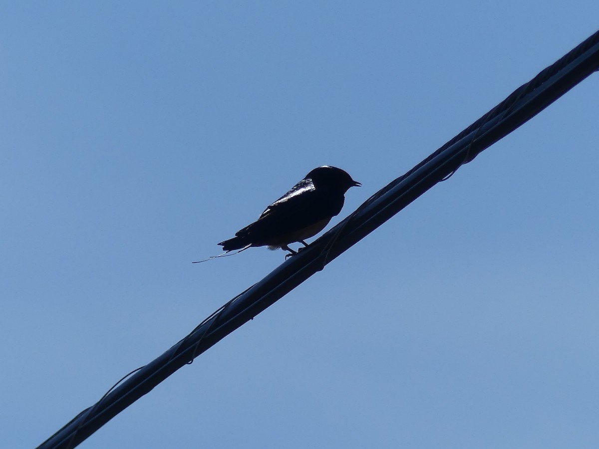 Barn Swallow - Sue Deschene