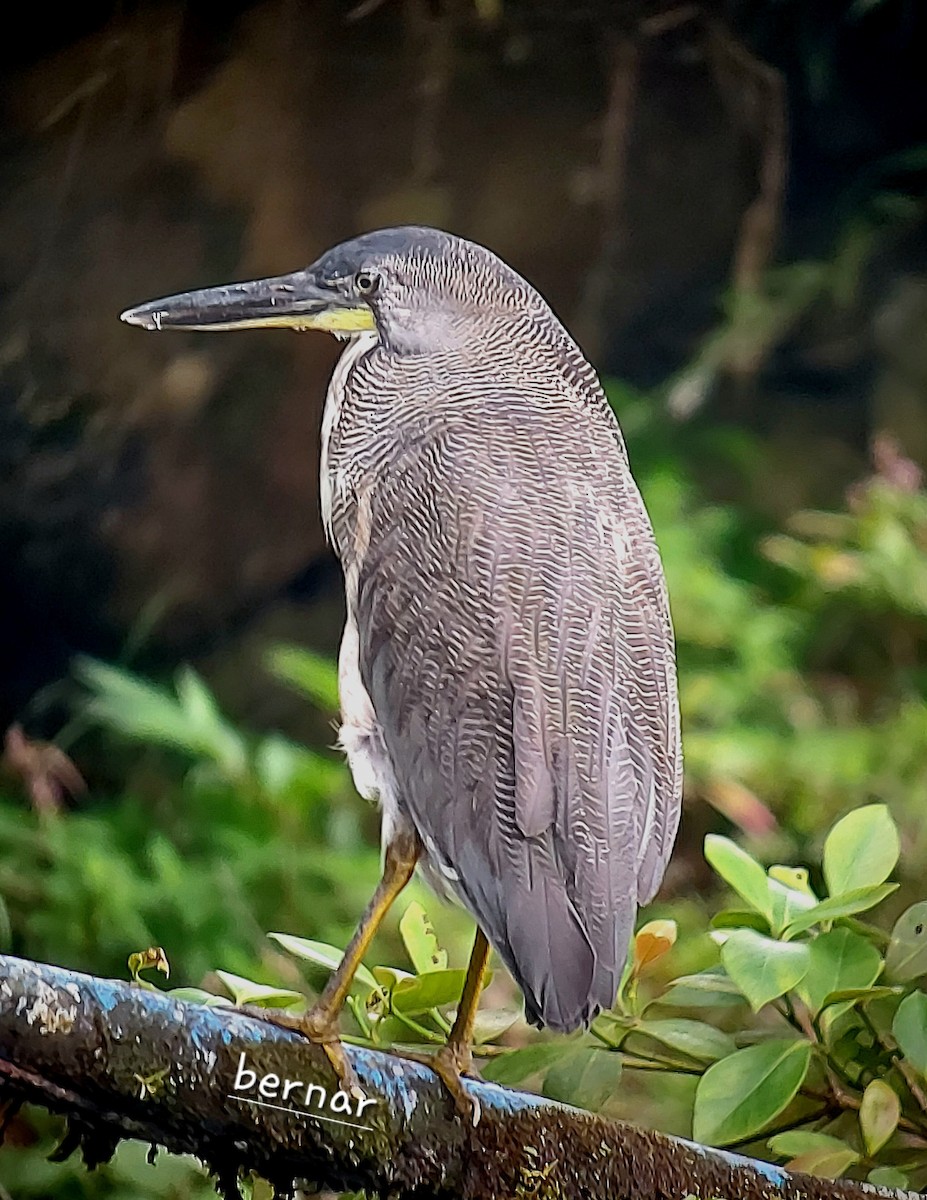 Fasciated Tiger-Heron - bernardo perez