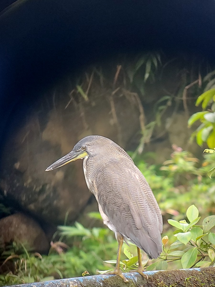 Fasciated Tiger-Heron - bernardo perez