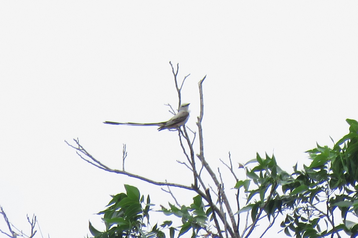 Scissor-tailed Flycatcher - ML619498339